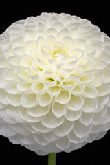 Fototapeta na wymiar 白いダリアの花のアップ
