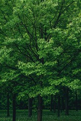 Lush, verdant tree filled with green leaves in a forest setting.