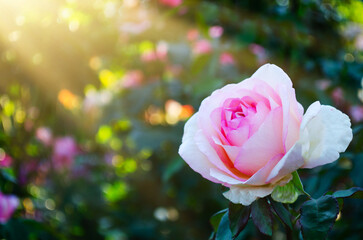 Fantasy pink Rose Flower bloom forward in Fabulous mystical Paradise Garden Summer floral Background with glowing sun Rays Meadow blurred sunny shiny glowing background Copy space Greeting card