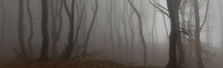 mystical forest with bare tree trunks in the mist, haunted woods	