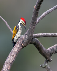 red backed woodpecker