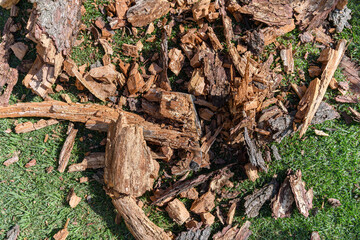 Tree branch lying in pieces on the lawn after falling from the tree. Dry and hollow twig inside.