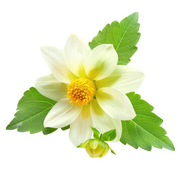white flowers on transparent background 