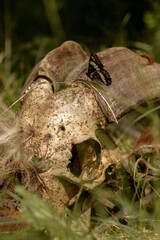 Black Lorquin's Admiral (Limenitis lorquini) Butterfly Feeds on Goat Skull in BC, Canada June 2023