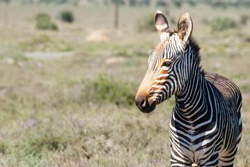 Fototapeta na wymiar Mountain Zebra (Equus zebra) in South Africa