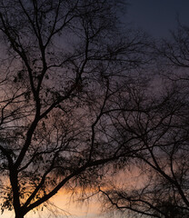 Sunrise branches 