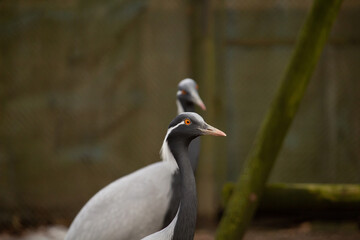 Demoiselle crane (Anthropoides virgo)