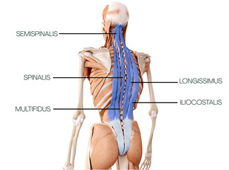 Back of superficial back line - semispinalis, spinalis, longisimus, multifidus, ilicostalis 