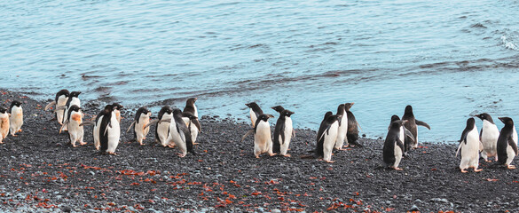 Adelie penguins walking along the coastline in Brown Bluff, Antarctica.