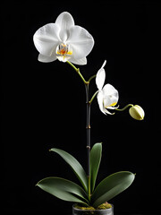 Fototapeta na wymiar Exquisite Elegance: White Orchid on Black Background. generative AI