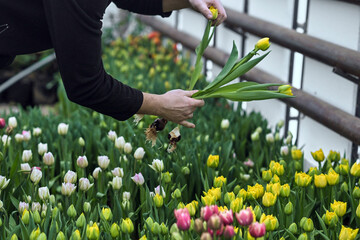 tulips flowers plants farmer women's day bulbs green yellow greenhouse grow garden bloom blooming...