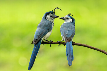 The white-throated magpie-jays (Calocitta formosa) in love