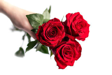 Hand holding three red roses on a white background