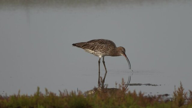 A Eurasian curlew (Numenius arquata) catching and eating a worm in a wetland