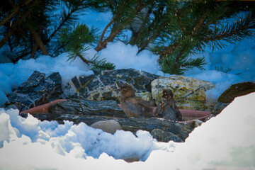 a group of house sparrows bathing in a birdbath at a winter day                       
