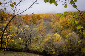 Pardomino Forest, Picos de Europa Regional Park, Boñar, Castilla-Leon, Spain