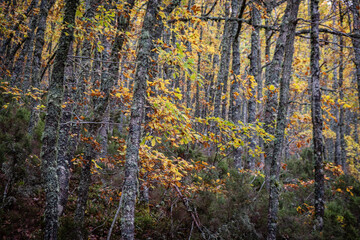 Pardomino Forest, Picos de Europa Regional Park, Boñar, Castilla-Leon, Spain