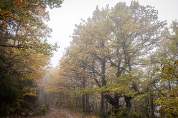 Pardomino Forest, Picos de Europa Regional Park, Boñar, Castilla-Leon, Spain
