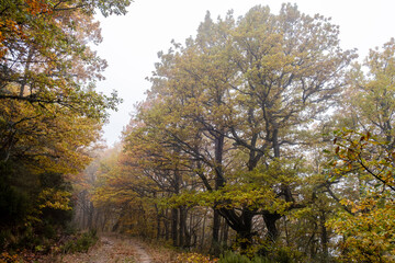 Fototapeta premium Pardomino Forest, Picos de Europa Regional Park, Boñar, Castilla-Leon, Spain