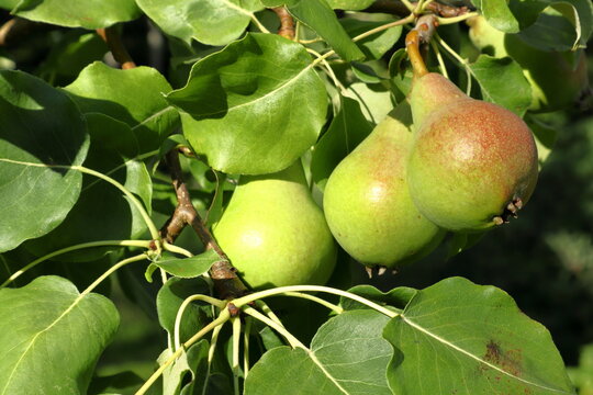 A couple of pears at a tree. Summer photo outside.  Close up and isolated. Sweden 2023.