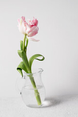 A beautiful terry pink tulip flower in a glass jug