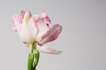 Obraz premium Beautiful terry pink tulip flower