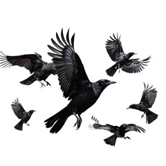 Ravens Birds flying isolated on white or transparent background