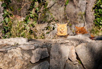 Three ginger cats hidden behind a wall. A gang of cats waiting for a prey. Cat background with...