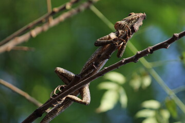 Green lizard basking on a branch, A close-up photo of a green lizard perched on a brown tree...