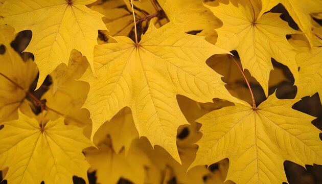 Yellow dry maple leaves on the ground in the forest growing in contryside. Autumn season. Golden fallen leafs. Close up photo. Beauty of nature