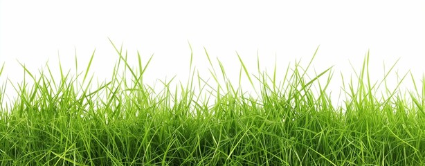 Fototapeta premium Green grass isolated on white
