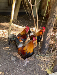 Rooster and hens in the garden. Three colorful chicken roaming free on a farm. Fowls with brown, red, blues and russet feathers in a henhouse. Farm animals in the countryside. © Stephanie