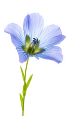  Flax Flower