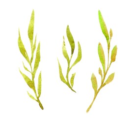 Watercolor light green leave spring summer illustration. Vintage style