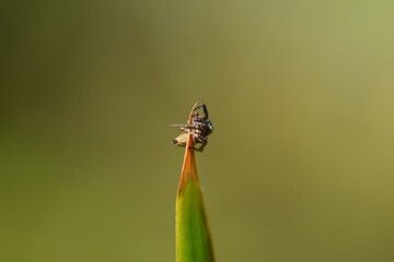 makro einer streckerspinne
