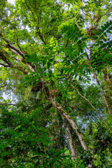 Bushwalking along the Mossman River in Mossman Gorge, Daintree National Park, Queensland, Australia