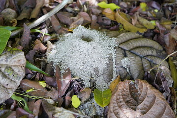 Anthill of red ants (Formicidae) in the Ceará State Park, Fortaleza, Brazil.