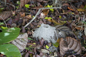 Anthill of red ants (Formicidae) in the Ceará State Park, Fortaleza, Brazil.