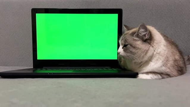 Laptop with green screen chromakey and fluffy cat. Fluffy pet near a green monitor with advertising space. Horizontal video with a cute pet for web advertising, online store, pet sites, applications.