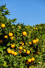 oranges on the tree, Lloret de Vista Alegre, Mallorca, Balearic Islands, Spain