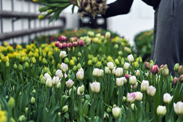 tulips flowers plants farmer women's day bulbs green yellow greenhouse grow garden bloom blooming nature spring flora pink leaf leaves March 8 - obrazy, fototapety, plakaty