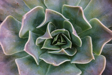 Echeveria affinis ,Mallorca, Balearic Islands, Spain