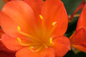 Clivia miniata, Mallorca, Balearic Islands, Spain