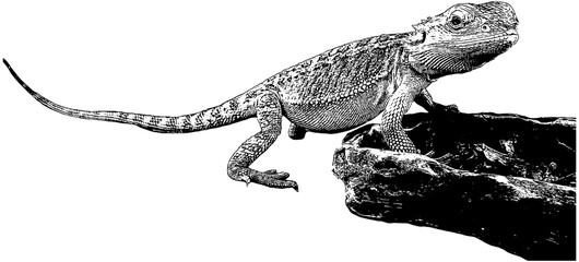 bearded dragon lizard with food bowl, sketch, in black, isolated 