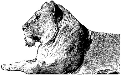 Female african lion sketch, in black, isolated 