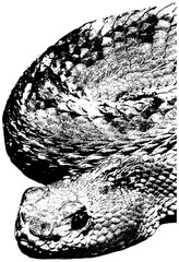 Aruba island rattlesnake sketch, in black, isolated 