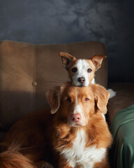 Two dogs on sofa pose indoors, a Jack Russell and a Nova Scotia Duck Toller Retriever side by side. 