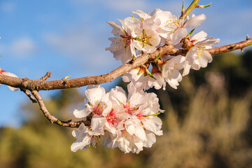almond blossoms, Randa, Mallorca, Balearic Islands, Spain