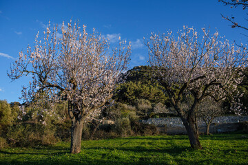 Fototapeta na wymiar almond blossoms, Randa, Mallorca, Balearic Islands, Spain
