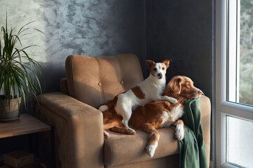 Two dogs relax on a tan sofa, a moment of friendship captured indoors. A brown and white Jack...